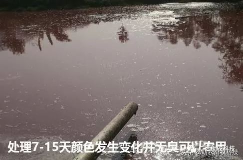 牛蛙的养殖污水处理技术_污水养殖牛蛙处理技术规程_牛蛙养殖污水排放标准