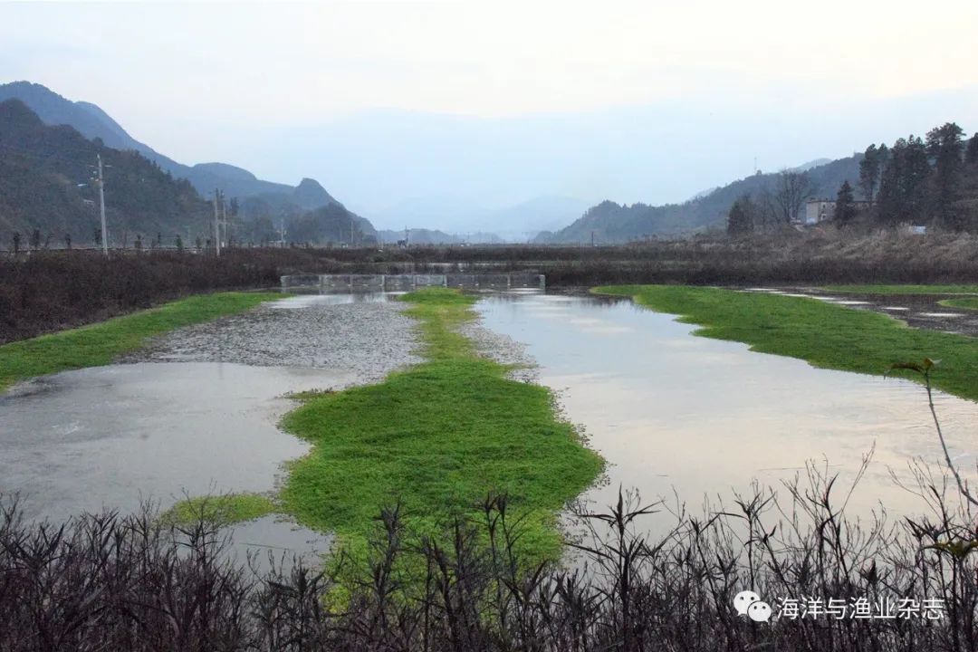 污水养殖牛蛙处理技术规范_牛蛙养殖污水排放标准_牛蛙的养殖污水处理技术