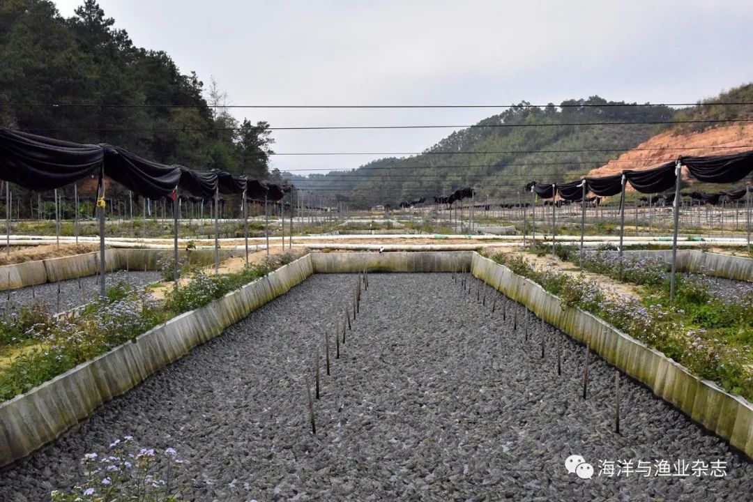 牛蛙的养殖污水处理技术_污水养殖牛蛙处理技术规范_牛蛙养殖污水排放标准